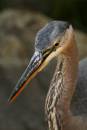54042935_heron.jpg
