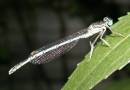 59_White-legged_damselfly.jpg