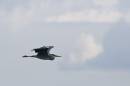 6BK0182_grey_heron_in_flight.jpg