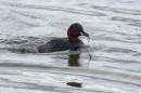 6BK0237_dabchick_with_stickleback.jpg