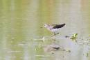 6BK0244_green_sandpiper.jpg