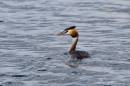 6BK0282_great_crested_grebe.jpg