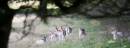 6BK0422_fallow_deer_herd.jpg