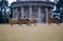 6BK0424_red_deer_bachelor_herd.jpg