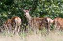 6BK0464_red_deer_hind.jpg