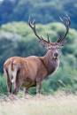6BK0469_red_deer_stag.jpg