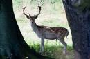 6BK0480_fallow_deer_buck.jpg
