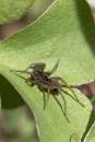 6BK1172-1_unknown_spider.jpg