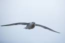 6BK1899_fulmar_in_flight.jpg