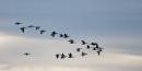 6BK2168_departing_geese_cropped.jpg