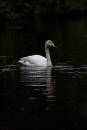 6BK2232_whooper_swan.jpg