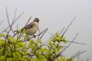 6BK7494-2_willow_warbler.jpg