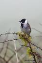 6BK7499-2_reed_bunting.jpg