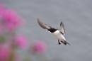 6BK7649_razorbill_landing.jpg