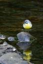 6BK7673_grey_wagtail_portrait.jpg