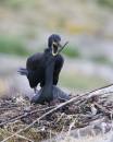 6BK8606_shag-nest.jpg