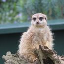 717917A7-1A5E-45A3-BDE6-7BAFA94658AD.jpeg