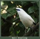 7G5C2790_Bali_starling.jpg