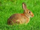 8-9-06_cotton_tail_rabbit.jpg