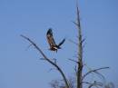 80020_wedgetail_eagle-_Pooncarie_Rd.JPG