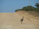 80024_emu_on_Top_Hut_Rd-_Mungo_NP.JPG