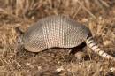 /gallery/data/501/thumbs/9-banded-armadillo-small.jpg