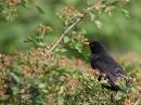 A-bird-in-a-bush-4-June.jpg
