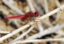 AJD_2902_800w.jpg