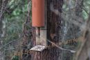 A_Red_Squirrel_by_Maureen_Kane.jpg