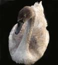 A_Young_Swan.jpg