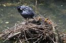 A_coot_with_her_young.jpg