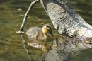 A_lovely_wee_ducky.jpg