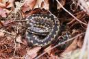 Adder_f_2508s.jpg