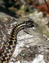 Adders-View-Point.jpg