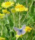 Adonis_Blue.JPG