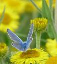 Adonis_Blue_Butterfly.JPG