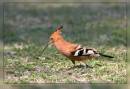 African-Hoopoe.jpg