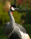 AfricanCrestedCrane.jpg