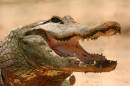 Aligator.jpg