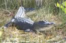 AlligatorSuns14Feb07.jpg