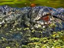 Alligator_4492_1X.jpg