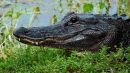 Alligator_5601_wpf.jpg