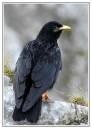 Alpine_Chough.jpg