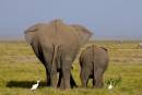 Amboseli600_DSC0751.jpg