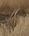 American-Bittern-01-web.jpg