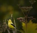 American_Gold_finch_3.jpg