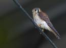 American_Kestral_3.jpg
