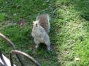 An_Inquisitive_Squirre.jpg