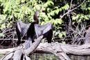 Anhinga.jpg