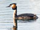 Another-Grebe.jpg